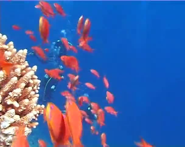 Grande Grupo Peixes Nadar Mar Vermelho Egito — Vídeo de Stock