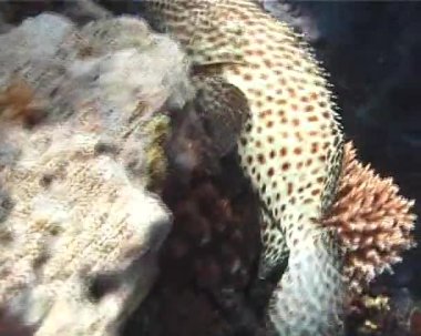 Big Fish, Kızıl Deniz 'deki resifler arasında benekli orfozlar gördü.