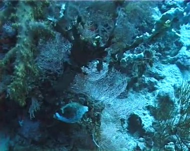 Tropikal balık bir mercan kayalığı Mısır Red Sea'deki/daki oteller