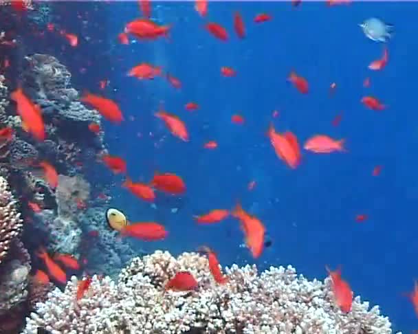 Large Group Fish Swim Red Sea Egypt — Stock Video