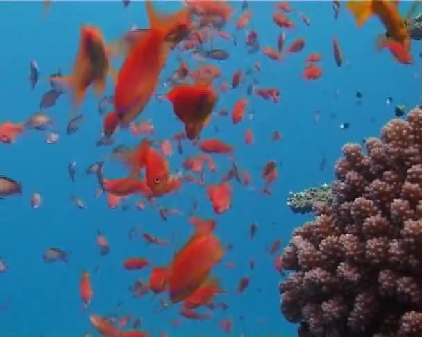 Grande Grupo Peixes Nadar Mar Vermelho Egito — Vídeo de Stock