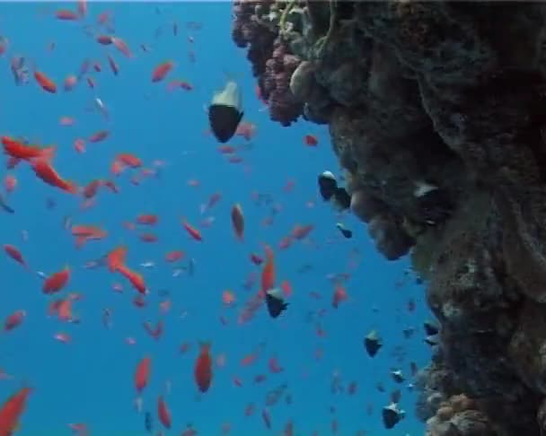 Grande Grupo Peixes Nadar Mar Vermelho Egito — Vídeo de Stock
