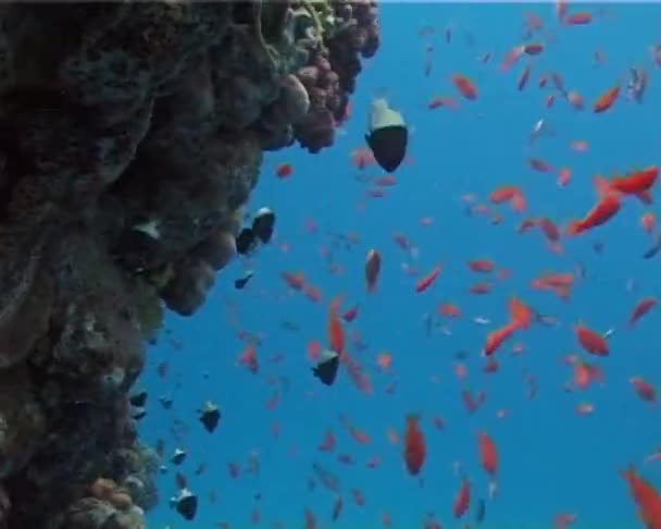 Stor Grupp Fiskar Simma Röda Havet Egypten — Stockvideo