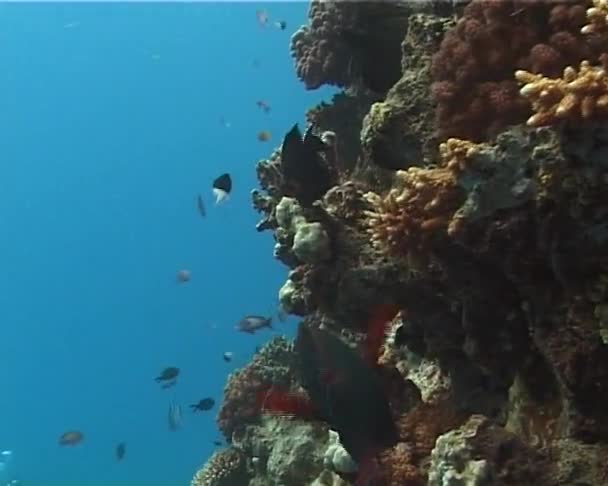 エジプト紅海のサンゴ礁の近くの熱帯魚 — ストック動画