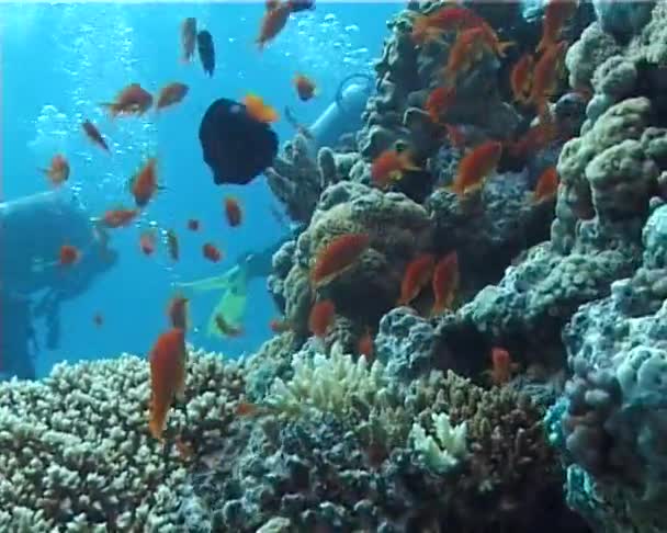 Μια Μεγάλη Ομάδα Των Ψαριών Που Κολυμπούν Στην Ερυθρά Θάλασσα — Αρχείο Βίντεο