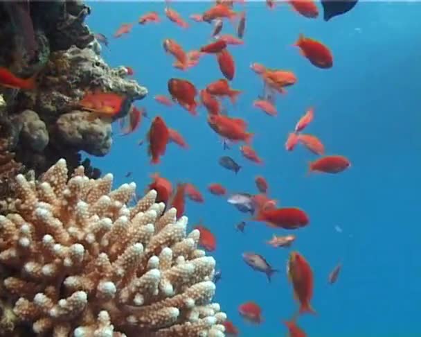 Eine Große Gruppe Von Fischen Schwimmt Roten Meer Ägypten — Stockvideo