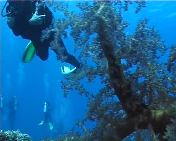 Immersioni Acque Azzurre Nei Pressi Una Barriera Corallina Nel Mar — Video Stock