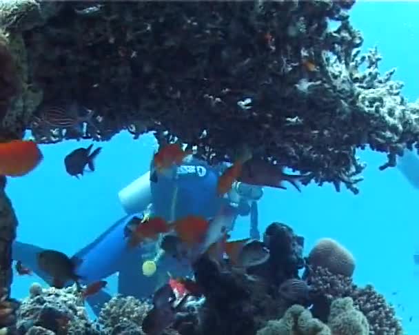 Tropiska Fiskar Nära Ett Korallrev Röda Havet Egypten — Stockvideo