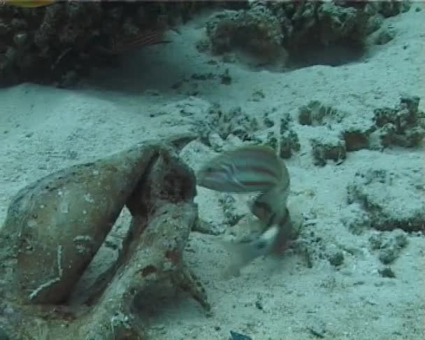 Poisson Mer Rouge Belle Nage Wrasse Près Coquille Palourde — Video