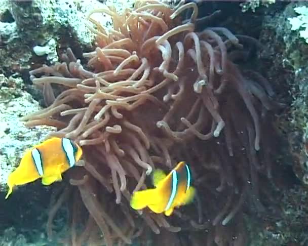 Anémona Roja Negra Escondida Amphiprion Mar Rojo — Vídeo de stock