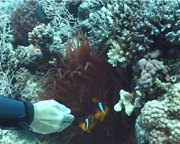 Rode Zwarte Anemonefish Verbergen Amphiprion Rode Zee — Stockvideo