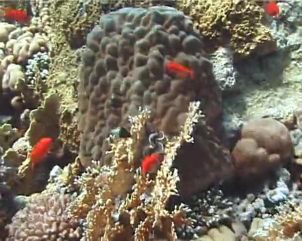 Pesci Tropicali Vicino Una Barriera Corallina Nel Mar Rosso Egitto — Video Stock