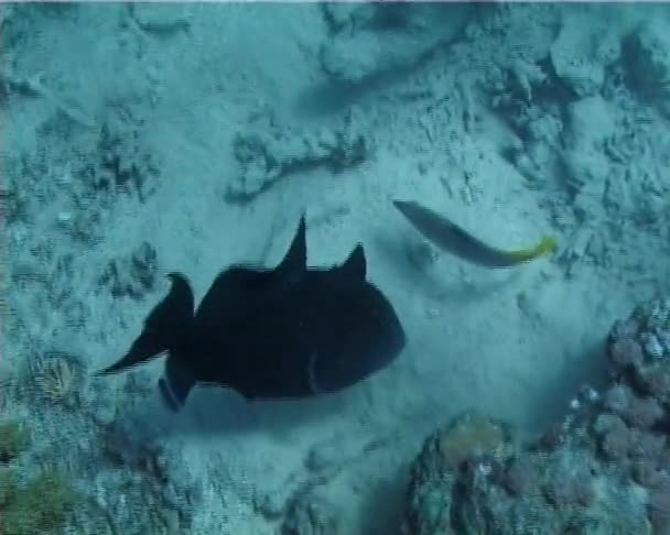 Ψάρια Της Ερυθράς Θάλασσας Μαύρο Ψάρι Που Ψάχνει Για Τροφή — Αρχείο Βίντεο