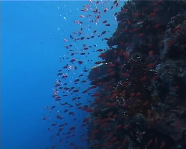 Tropikal Balık Bir Mercan Kayalığı Mısır Red Sea Deki Daki — Stok video