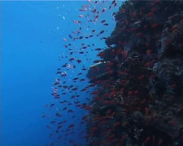 Pesci Tropicali Vicino Una Barriera Corallina Nel Mar Rosso Egitto — Video Stock