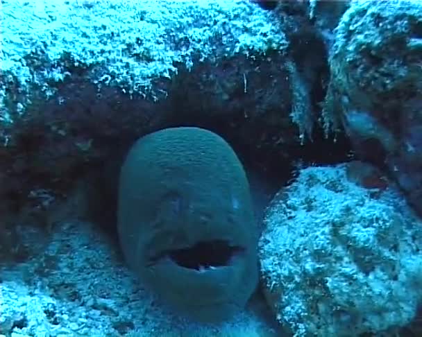 Anguila Gigante Morey Gymnothorax Javanicus Muy Común Mar Rojo Mar — Vídeos de Stock