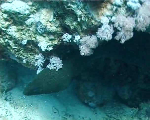 Morey Anguila Gigante Gymnothorax Muy Común Mar Rojo Mar Rojo — Vídeos de Stock
