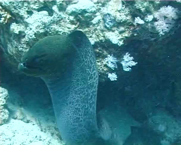 Gymnothorax 일반적입니다 Murena Murey 산호초 다이빙 이집트 — 비디오