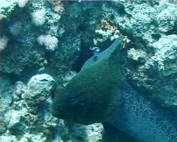 巨型莫雷鳗 Gymnothorax 是红海的常见 Murena Murey 珊瑚礁水下深潜埃及 — 图库视频影像