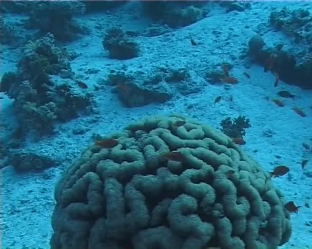 Große Blasenkoralle Perlkoralle Oder Blasenkoralle Plerogyra Sinuosa Rotes Meer — Stockvideo