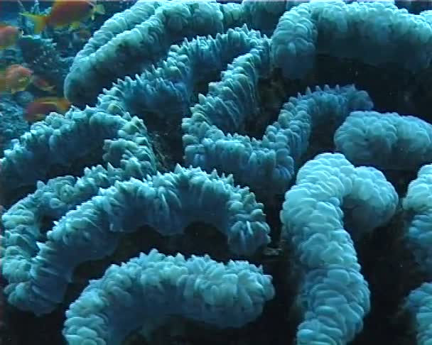 Μεγάλο Φούσκα Κοράλλι Μαργαριτάρι Coral Ουροδόχου Κύστης Κοραλλιών Plerogyra Sinuosa — Αρχείο Βίντεο