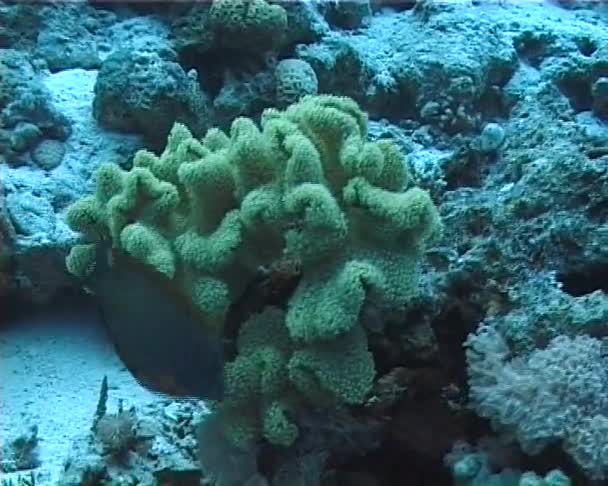 Arrecife Coral Mar Rojo Abu Dub Hermoso Paisaje Submarino Con — Vídeo de stock