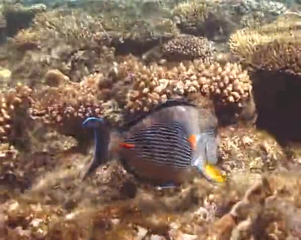 Рыба Кораллового Рифа Красном Море Египет — стоковое видео