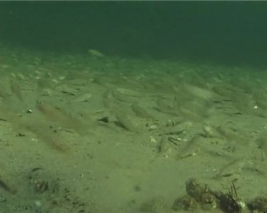 The round goby (Neogobius melanostomus) is a euryhaline bottom-dwelling goby of the family Gobiidae. Black Sea