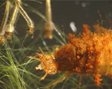 Caddisfly böcek kurt gibi aç larva (Plecoptera) yakalar ve daphnia yiyor