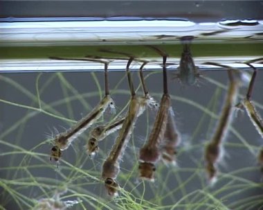 Sivrisinek, larva ve pupa kirli su içinde. Culex pipiens (ortak ev sivrisinek veya Kuzey ev sivrisinek) familyasına ait kan besleme sivrisinek Culicidae ailesinin.