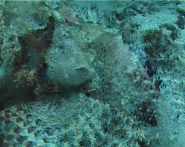 Parlak kırmızı siyah scorpionfish (Scorpaena porcus)