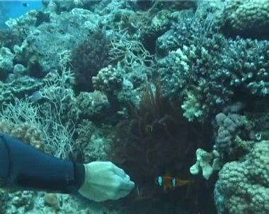 Anemon palyaço balık kapatın, Kızıldeniz. Mısır.