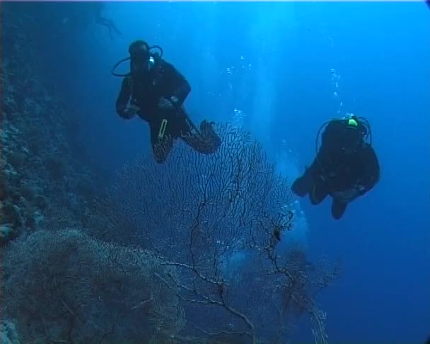 Δύτες Καταγάλανα Νερά Κοντά Έναν Κοραλλιογενή Ύφαλο Στην Ερυθρά Θάλασσα — Αρχείο Βίντεο