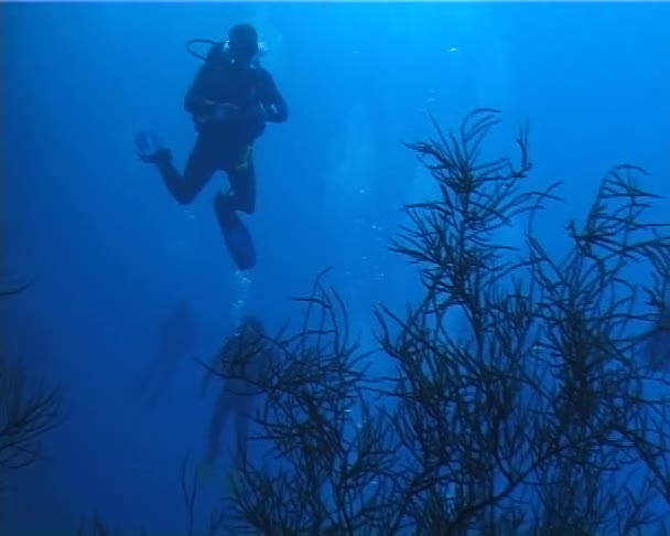 Divers Clear Blue Water Coral Reef Red Sea — Stock Video