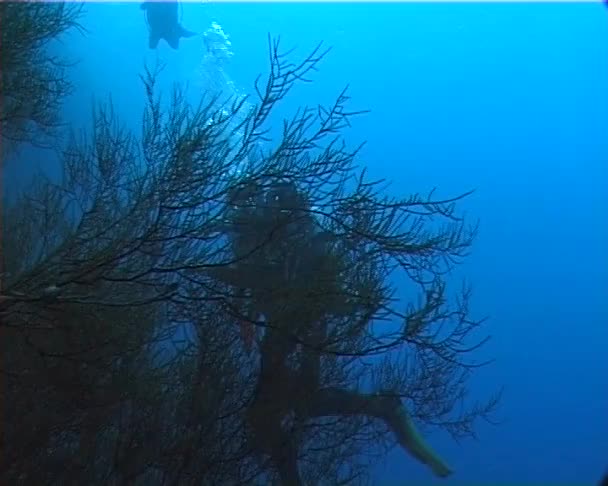 Plongeurs Eau Claire Bleue Près Récif Corallien Dans Mer Rouge — Video
