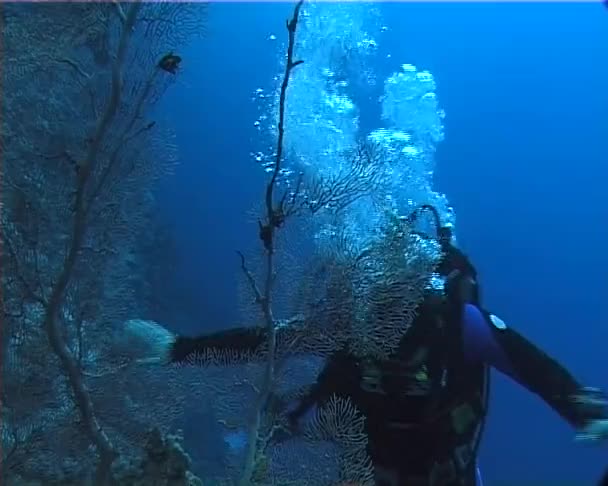 Immersioni Acque Azzurre Nei Pressi Una Barriera Corallina Nel Mar — Video Stock