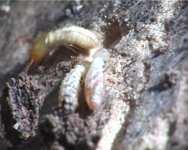 Les Termites Mangent Bois Seul Termite Ukraine Odessa — Video