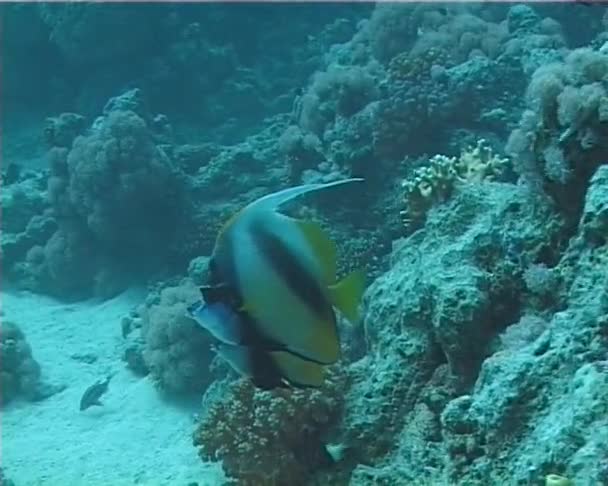 Tropiska Fiskar Nära Ett Korallrev Röda Havet Egypten — Stockvideo