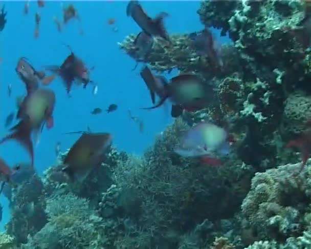 Тропічна Риба Поблизу Коралових Рифів Червоному Морі Єгипет — стокове відео