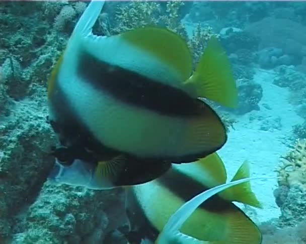 Рыба Кораллового Рифа Красном Море Египет — стоковое видео