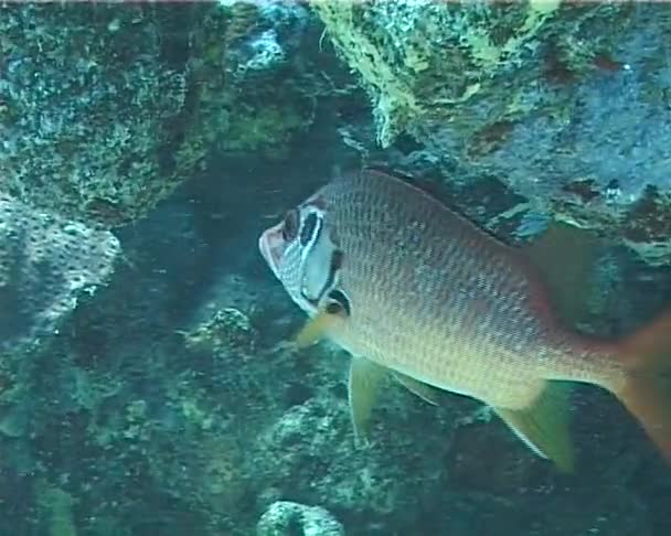 Peces Tropicales Cerca Arrecife Coral Mar Rojo Egipto — Vídeo de stock