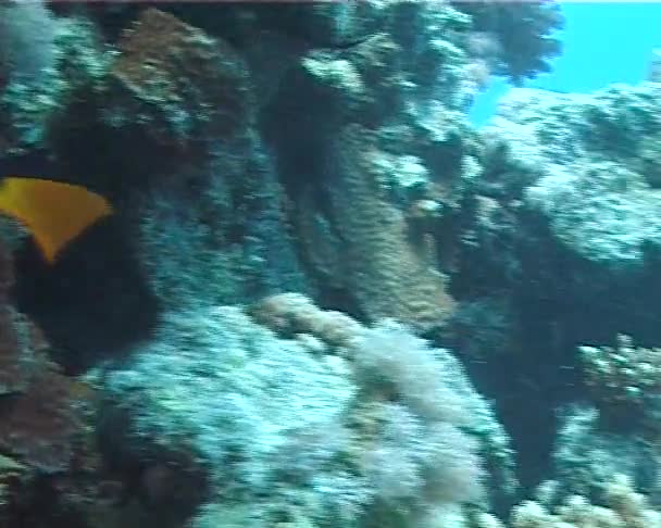 Tropické ryby v blízkosti korálové útesy v Rudém moři, Egypt