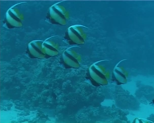 Pesci Tropicali Vicino Una Barriera Corallina Nel Mar Rosso Egitto — Video Stock