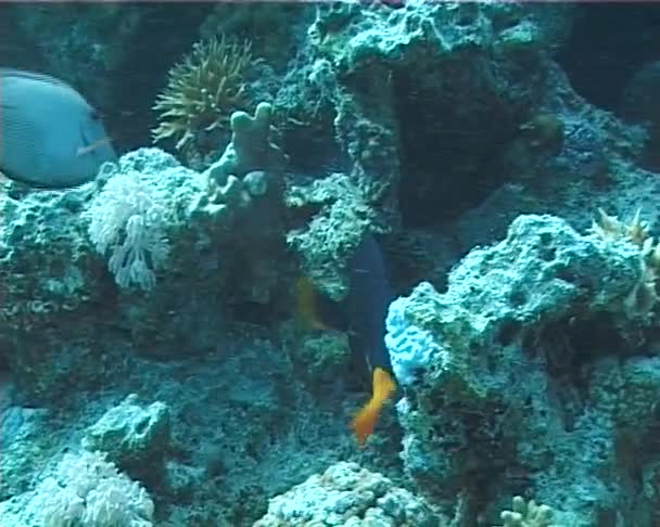 Peces Tropicales Cerca Arrecife Coral Mar Rojo Egipto — Vídeo de stock