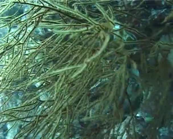 珊瑚牡蛎生长在埃及红海的大猩猩珊瑚上 — 图库视频影像
