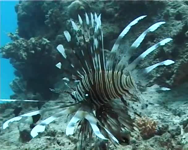 ミノカサゴ サンゴ Reef Common ミノカサゴに優雅に浮かん紅海のサンゴ礁を泳ぐ Pterois マイル — ストック動画