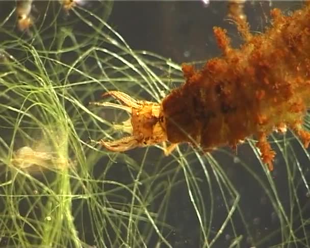 Larva Voraz Plecoptera Del Insecto Caddisfly Captura Come Dafnia — Vídeos de Stock