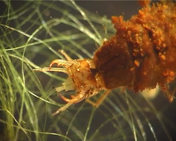 トビケラの虫の飢えている幼虫 カワゲラ をキャッチし ミジンコを食べる — ストック動画