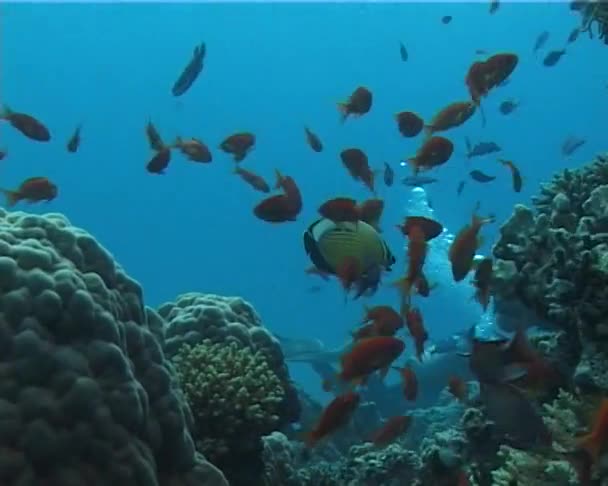 Juweel Fairy Basslet Pseudantias Squamipinnis Rode Zee Buurt Van Een — Stockvideo