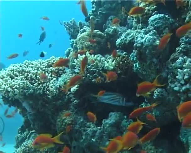 Jewel Fairy Basslet Pseudantias Squamipinnis Mar Rojo Cerca Arrecife Coral — Vídeo de stock